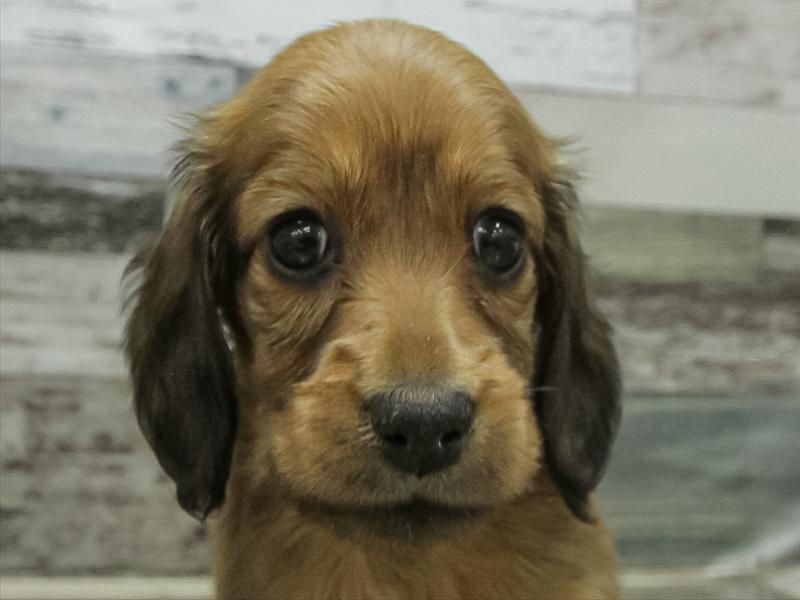 愛知県のミニチュアダックスフンド(ロング) (ワンラブ名古屋守山インター総本店/2026年2月9日生まれ/女の子/レッド)の子犬の1枚目の画像