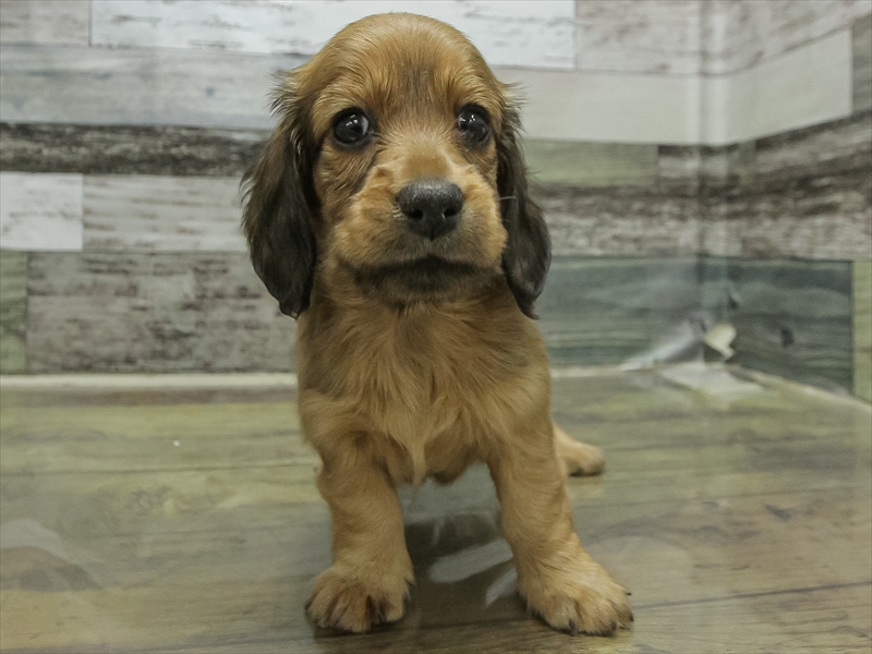 愛知県のミニチュアダックスフンド(ロング) (ワンラブ名古屋守山インター総本店/2026年2月9日生まれ/女の子/レッド)の子犬の3枚目の画像