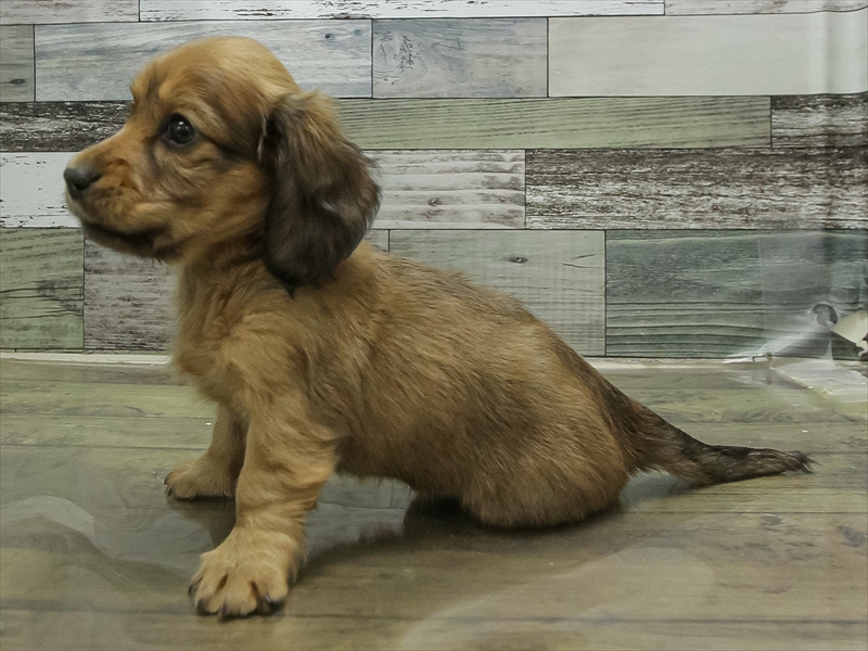 愛知県のミニチュアダックスフンド(ロング) (ワンラブ名古屋守山インター総本店/2026年2月9日生まれ/女の子/レッド)の子犬の2枚目の画像