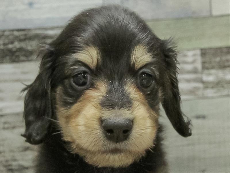 愛知県のミニチュアダックスフンド(ロング) (ワンラブ名古屋守山インター総本店/2026年2月9日生まれ/男の子/ブラックイエロー)の子犬の1枚目の画像