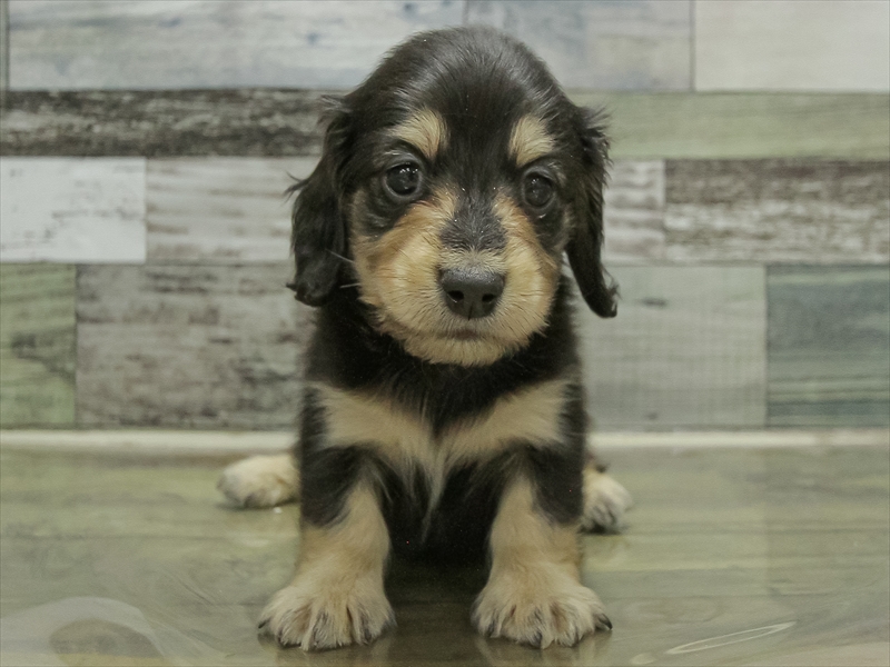 愛知県のミニチュアダックスフンド(ロング) (ワンラブ名古屋守山インター総本店/2026年2月9日生まれ/男の子/ブラックイエロー)の子犬の3枚目の画像