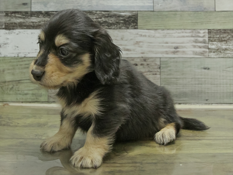 愛知県のミニチュアダックスフンド(ロング) (ワンラブ名古屋守山インター総本店/2026年2月9日生まれ/男の子/ブラックイエロー)の子犬の2枚目の画像