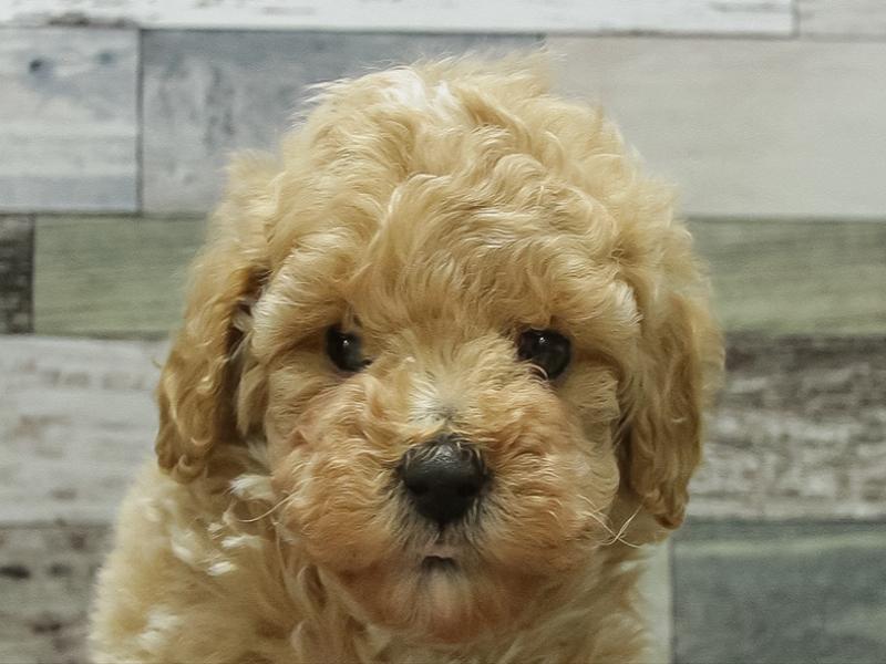 愛知県のトイプードル(トイ) (ワンラブ名古屋守山インター総本店/2026年2月8日生まれ/男の子/クリーム)の子犬の1枚目の画像