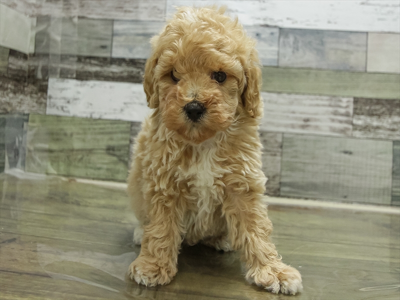 愛知県のトイプードル(トイ) (ワンラブ名古屋守山インター総本店/2026年2月8日生まれ/男の子/クリーム)の子犬の3枚目の画像