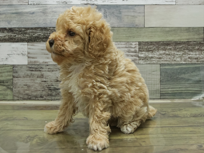 愛知県のトイプードル(トイ) (ワンラブ名古屋守山インター総本店/2026年2月8日生まれ/男の子/クリーム)の子犬の2枚目の画像