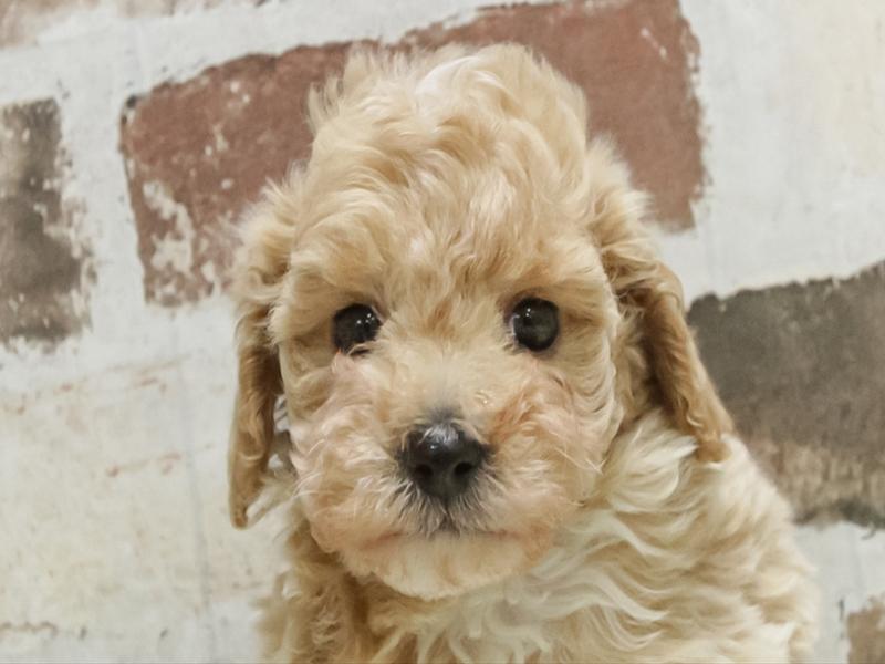 愛知県のトイプードル(トイ) (ワンラブ名古屋守山インター総本店/2026年2月8日生まれ/男の子/クリーム)の子犬の1枚目の画像