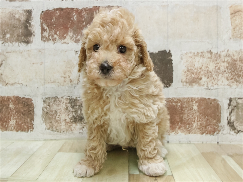 愛知県のトイプードル(トイ) (ワンラブ名古屋守山インター総本店/2026年2月8日生まれ/男の子/クリーム)の子犬の3枚目の画像