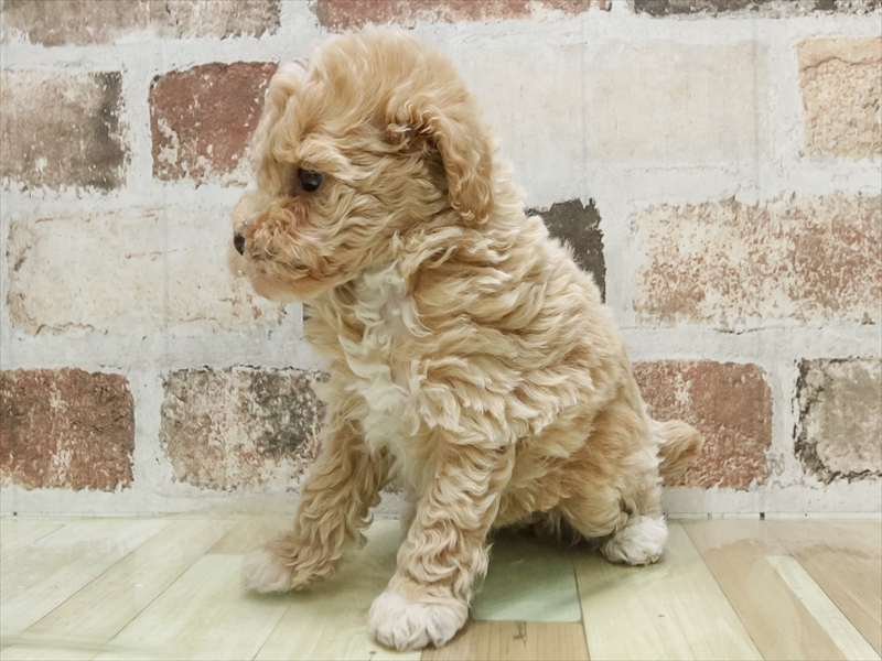 愛知県のトイプードル(トイ) (ワンラブ名古屋守山インター総本店/2026年2月8日生まれ/男の子/クリーム)の子犬の2枚目の画像