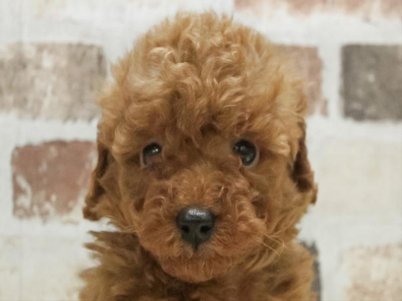 愛知県のトイプードル(トイ) (ワンラブ名古屋守山インター総本店/2026年2月10日生まれ/男の子/レッド)の子犬の1枚目の画像