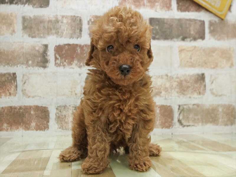 愛知県のトイプードル(トイ) (ワンラブ名古屋守山インター総本店/2026年2月10日生まれ/男の子/レッド)の子犬の3枚目の画像