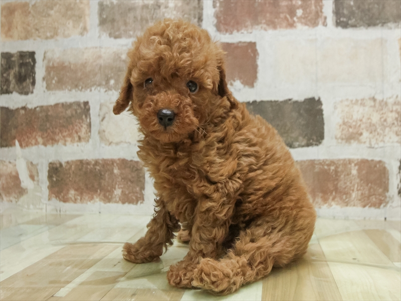 愛知県のトイプードル(トイ) (ワンラブ名古屋守山インター総本店/2026年2月10日生まれ/男の子/レッド)の子犬の2枚目の画像