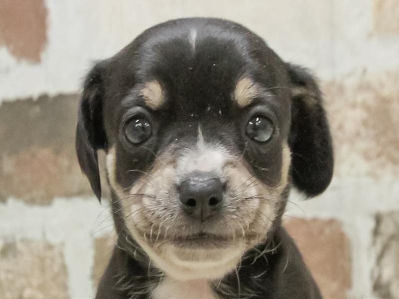 愛知県のチワックス(チワワ×ダックス) (ワンラブ名古屋守山インター総本店/2026年2月8日生まれ/女の子/ブラックタンホワイト)の子犬の1枚目の画像
