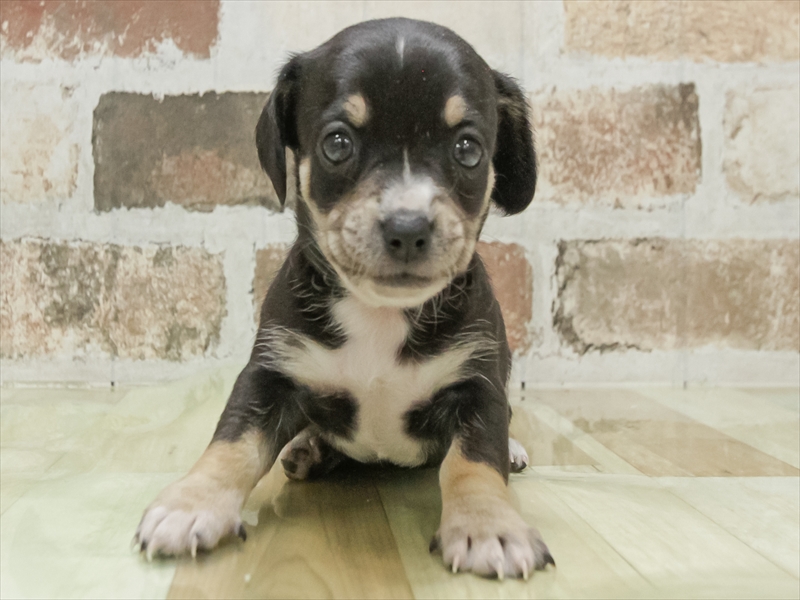 愛知県のチワックス(チワワ×ダックス) (ワンラブ名古屋守山インター総本店/2026年2月8日生まれ/女の子/ブラックタンホワイト)の子犬の3枚目の画像