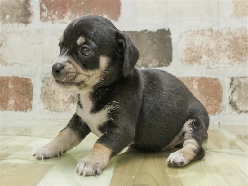 愛知県のチワックス(チワワ×ダックス) (ワンラブ名古屋守山インター総本店/2026年2月8日生まれ/女の子/ブラックタンホワイト)の子犬の2枚目の画像