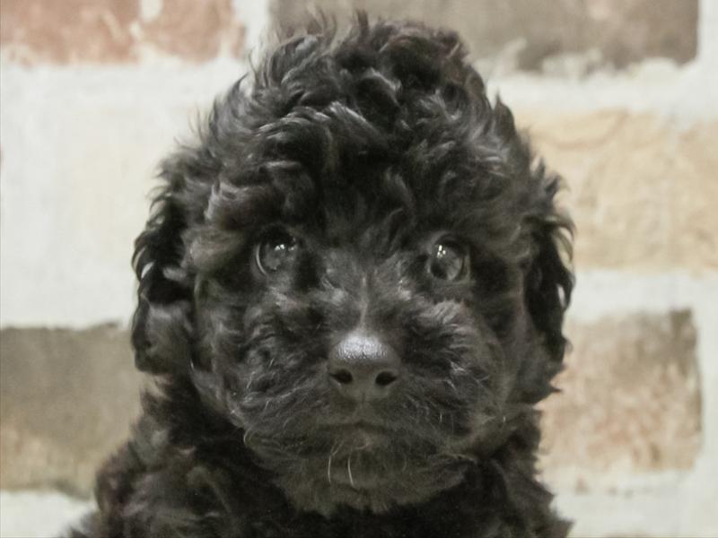 愛知県のトイプードル(トイ) (ワンラブ名古屋守山インター総本店/2026年2月8日生まれ/男の子/ブラック)の子犬の1枚目の画像