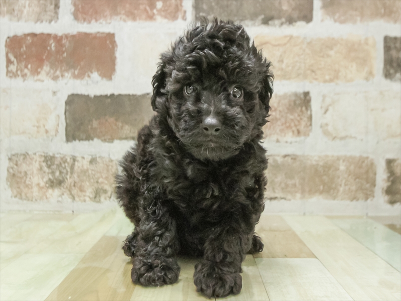 愛知県のトイプードル(トイ) (ワンラブ名古屋守山インター総本店/2026年2月8日生まれ/男の子/ブラック)の子犬の3枚目の画像