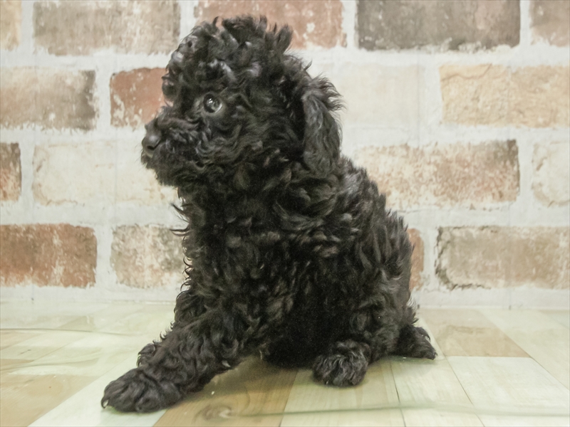 愛知県のトイプードル(トイ) (ワンラブ名古屋守山インター総本店/2026年2月8日生まれ/男の子/ブラック)の子犬の2枚目の画像