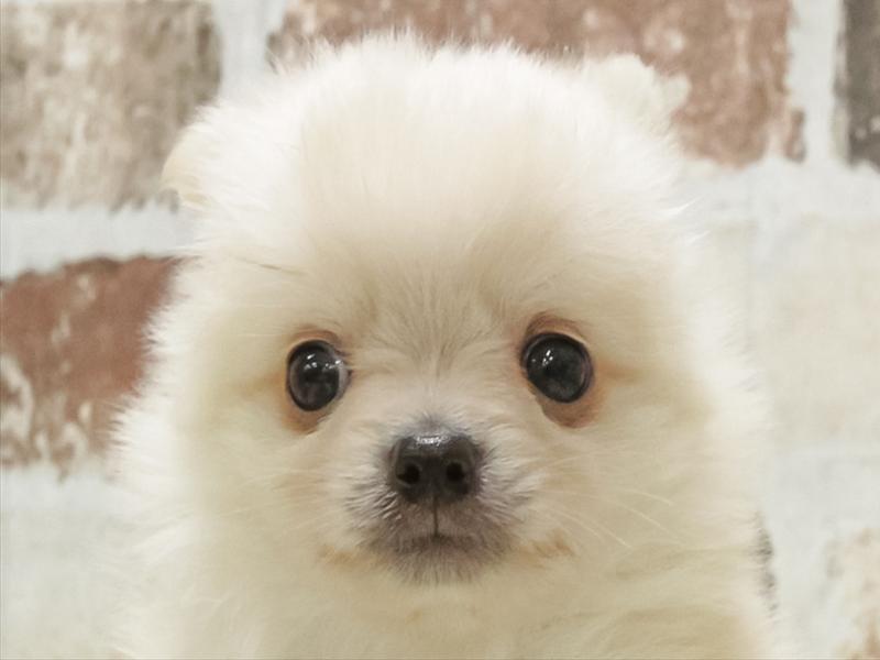 愛知県のポメチワ/チワポメ/ポメチー(ポメラニアン×チワワ) (ワンラブ名古屋守山インター総本店/2026年2月8日生まれ/男の子/クリーム)の子犬の1枚目の画像