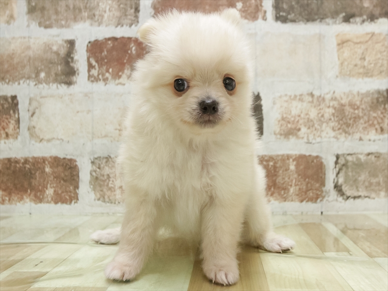 愛知県のポメチワ/チワポメ/ポメチー(ポメラニアン×チワワ) (ワンラブ名古屋守山インター総本店/2026年2月8日生まれ/男の子/クリーム)の子犬の3枚目の画像