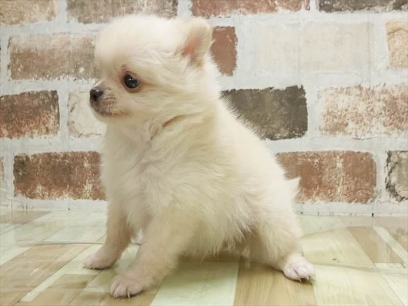 愛知県のポメチワ/チワポメ/ポメチー(ポメラニアン×チワワ) (ワンラブ名古屋守山インター総本店/2026年2月8日生まれ/男の子/クリーム)の子犬の2枚目の画像