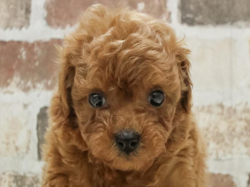 愛知県のトイプードル(タイニー) (ワンラブ名古屋守山インター総本店/2026年2月10日生まれ/男の子/レッド)の子犬の1枚目の画像