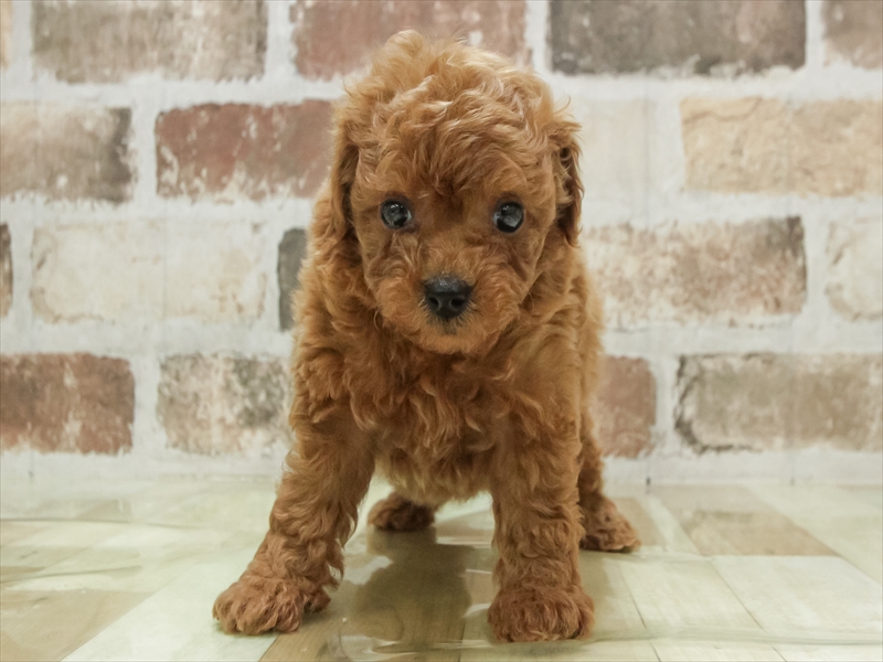 愛知県のトイプードル(タイニー) (ワンラブ名古屋守山インター総本店/2026年2月10日生まれ/男の子/レッド)の子犬の3枚目の画像