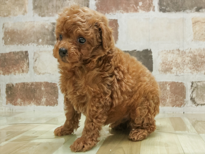 愛知県のトイプードル(タイニー) (ワンラブ名古屋守山インター総本店/2026年2月10日生まれ/男の子/レッド)の子犬の2枚目の画像