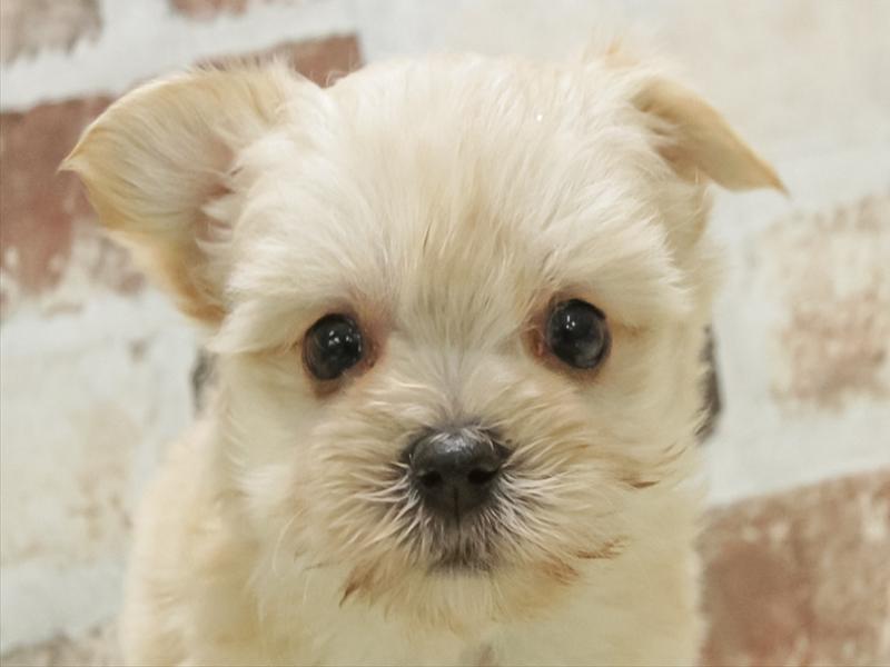 愛知県のマルキー/マルヨーキー(マルチーズ×ヨークシャーテリア) (ワンラブ名古屋守山インター総本店/2026年2月9日生まれ/男の子/クリーム)の子犬の1枚目の画像
