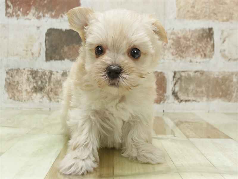 愛知県のマルキー/マルヨーキー(マルチーズ×ヨークシャーテリア) (ワンラブ名古屋守山インター総本店/2026年2月9日生まれ/男の子/クリーム)の子犬の3枚目の画像