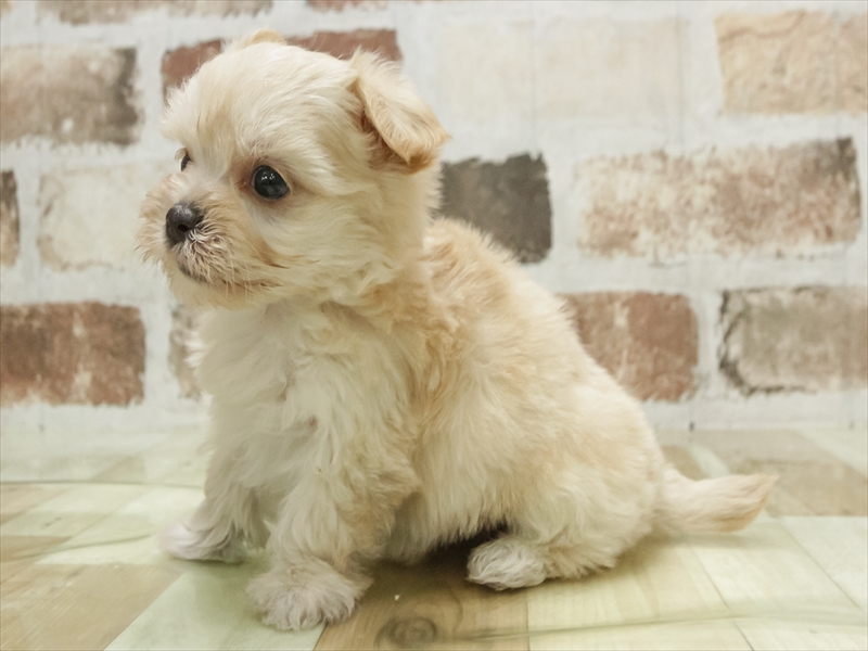 愛知県のマルキー/マルヨーキー(マルチーズ×ヨークシャーテリア) (ワンラブ名古屋守山インター総本店/2026年2月9日生まれ/男の子/クリーム)の子犬の2枚目の画像