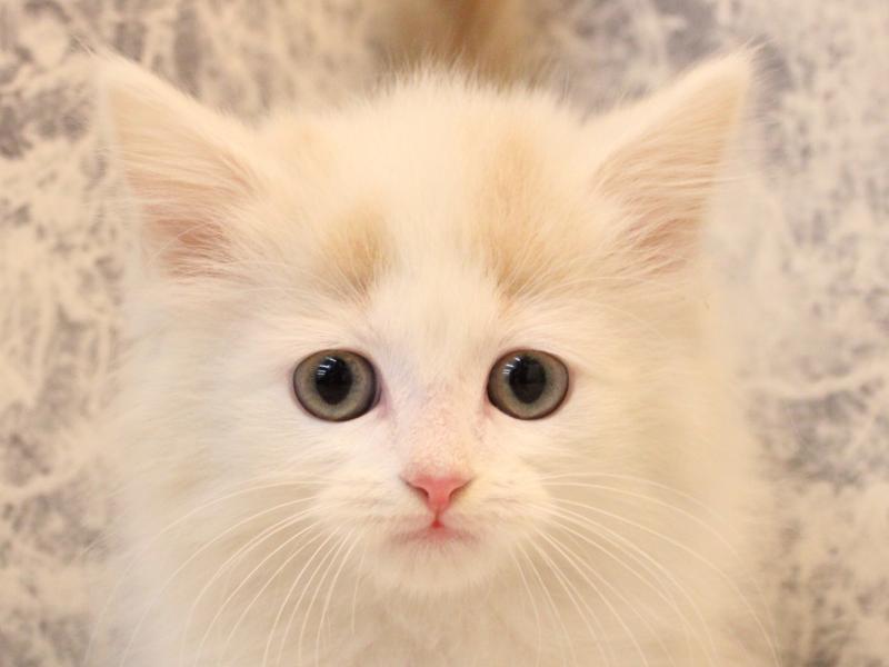 埼玉県のマンチカン (ワンラブ埼玉寄居店/2026年2月9日生まれ/男の子/クリームタビーホワイト)の子猫の1枚目の画像