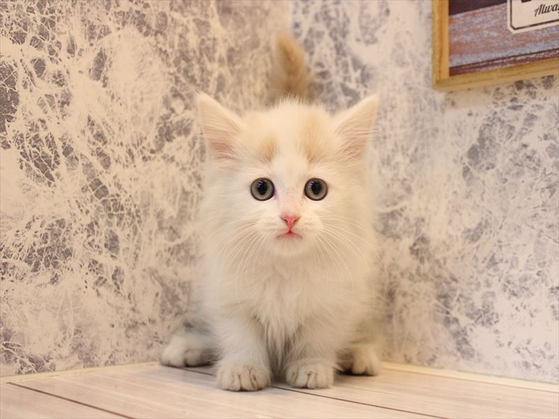 埼玉県のマンチカン (ワンラブ埼玉寄居店/2026年2月9日生まれ/男の子/クリームタビーホワイト)の子猫の3枚目の画像