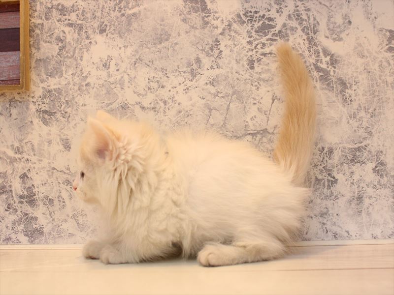 埼玉県のマンチカン (ワンラブ埼玉寄居店/2026年2月9日生まれ/男の子/クリームタビーホワイト)の子猫の2枚目の画像