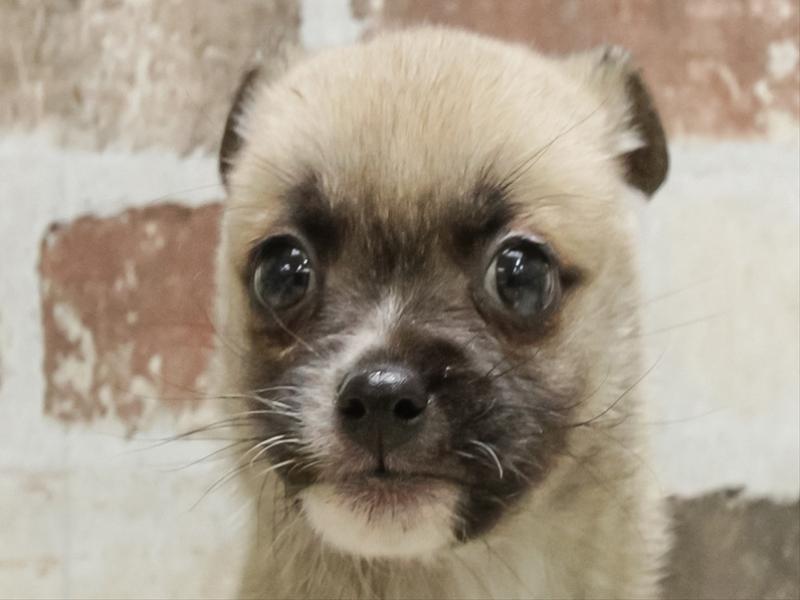 愛知県のハーフ犬・ミックス犬 (ワンラブ名古屋守山インター総本店/2026年2月8日生まれ/男の子/クリーム)の子犬の1枚目の画像