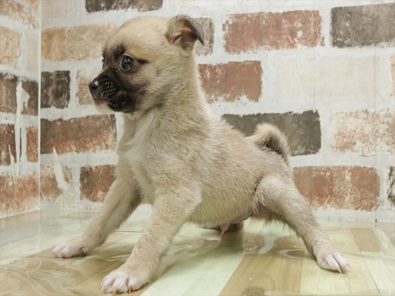 愛知県のハーフ犬・ミックス犬 (ワンラブ名古屋守山インター総本店/2026年2月8日生まれ/男の子/クリーム)の子犬の2枚目の画像
