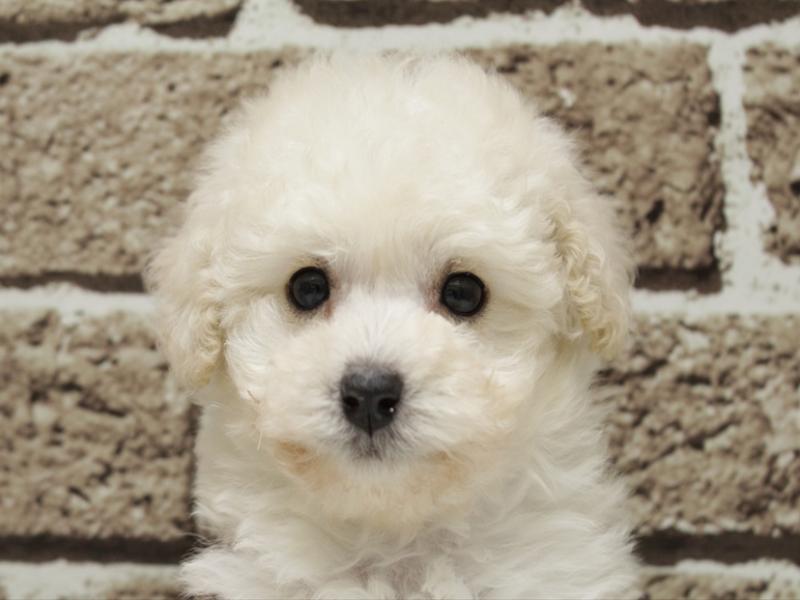 福岡県のトイプードル(トイ) (ワンラブ福岡総本店/2026年2月9日生まれ/女の子/ホワイト)の子犬の1枚目の画像
