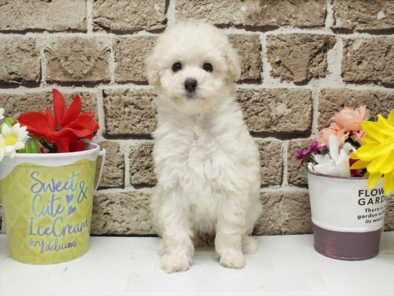 福岡県のトイプードル(トイ) (ワンラブ福岡総本店/2026年2月9日生まれ/女の子/ホワイト)の子犬の3枚目の画像