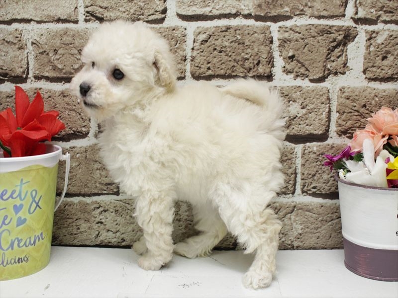 福岡県のトイプードル(トイ) (ワンラブ福岡総本店/2026年2月9日生まれ/女の子/ホワイト)の子犬の2枚目の画像