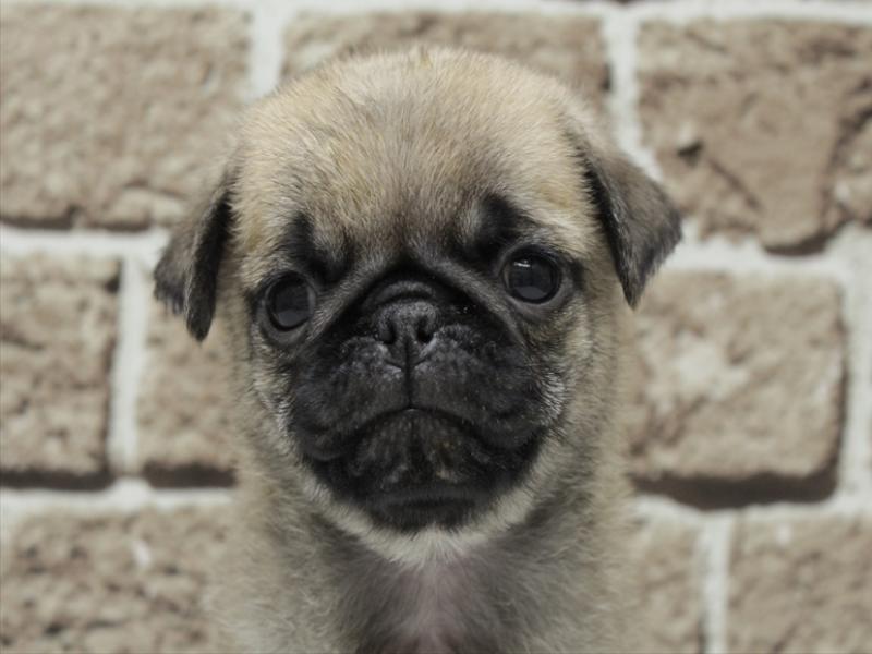 福岡県のパグ (ワンラブ福岡総本店/2026年2月3日生まれ/男の子/フォーン)の子犬の1枚目の画像