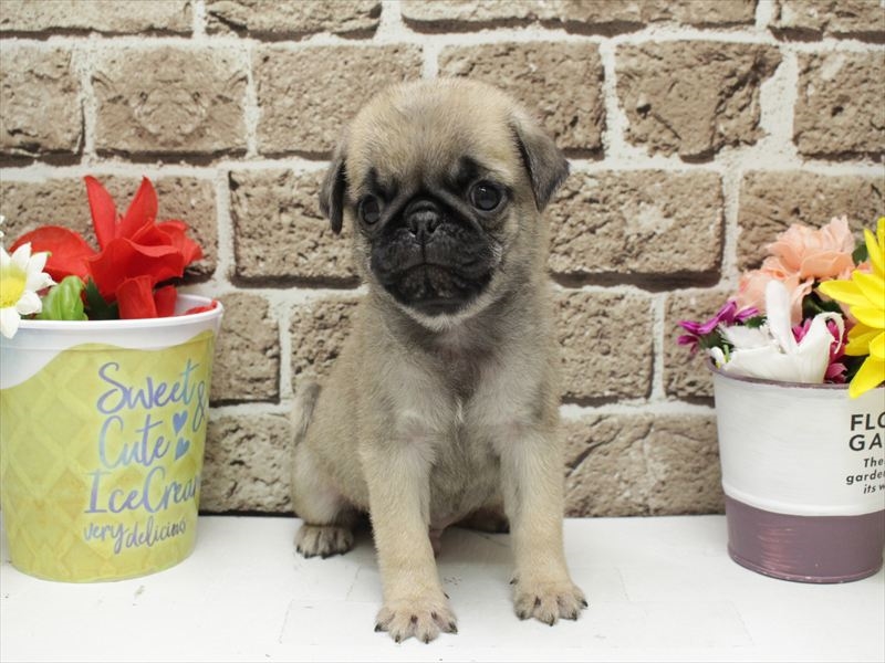 福岡県のパグ (ワンラブ福岡総本店/2026年2月3日生まれ/男の子/フォーン)の子犬の3枚目の画像