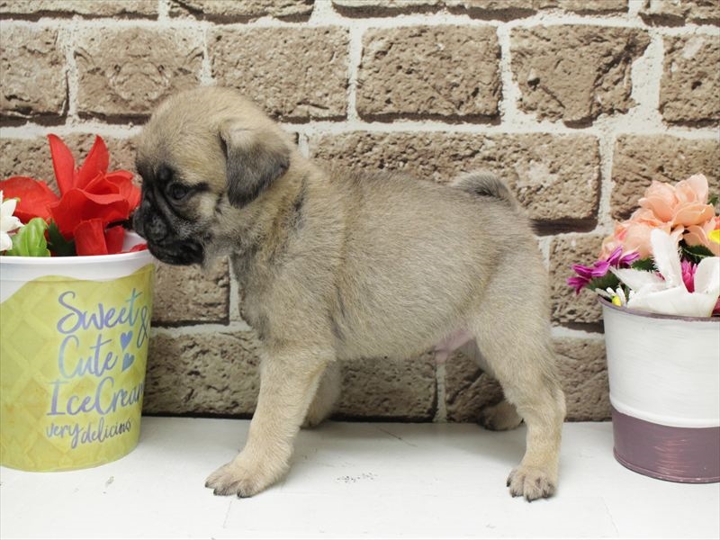 福岡県のパグ (ワンラブ福岡総本店/2026年2月3日生まれ/男の子/フォーン)の子犬の2枚目の画像