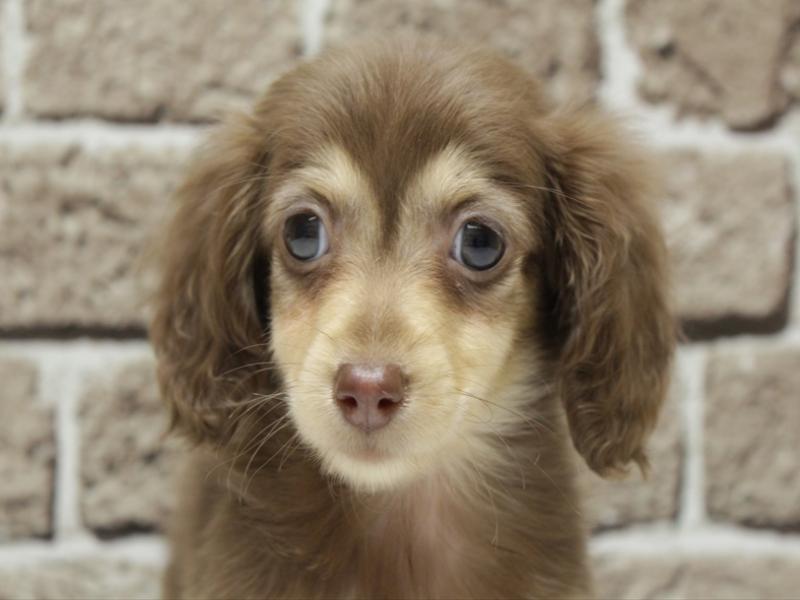 福岡県のミニチュアダックスフンド(ロング) (ワンラブ福岡総本店/2026年2月7日生まれ/女の子/チョコレートタン)の子犬の1枚目の画像