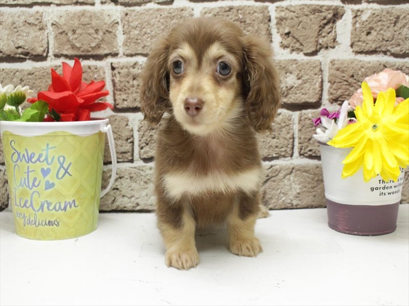 福岡県のミニチュアダックスフンド(ロング) (ワンラブ福岡総本店/2026年2月7日生まれ/女の子/チョコレートタン)の子犬の3枚目の画像