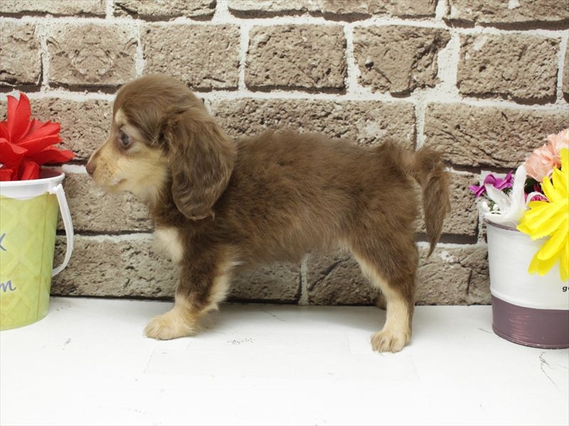 福岡県のミニチュアダックスフンド(ロング) (ワンラブ福岡総本店/2026年2月7日生まれ/女の子/チョコレートタン)の子犬の2枚目の画像