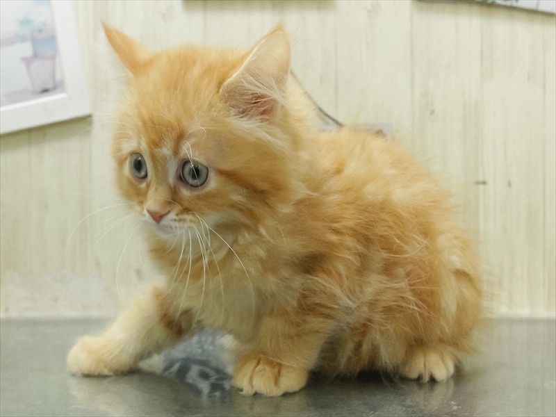 愛知県のサイベリアン (ワンラブ名古屋守山インター総本店/2026年2月15日生まれ/女の子/レッドタビー)の子猫の2枚目の画像