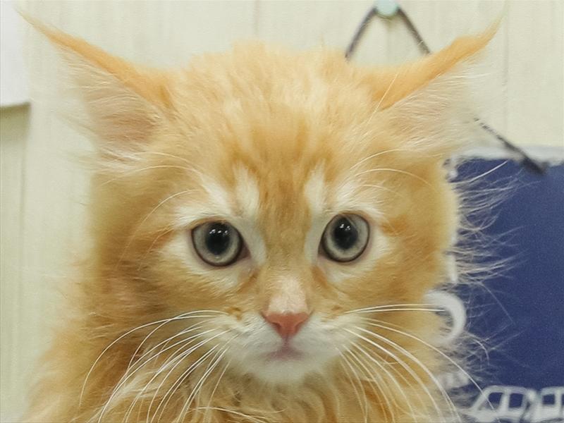 愛知県のサイベリアン (ワンラブ名古屋守山インター総本店/2026年2月15日生まれ/女の子/レッドタビー)の子猫の1枚目の画像