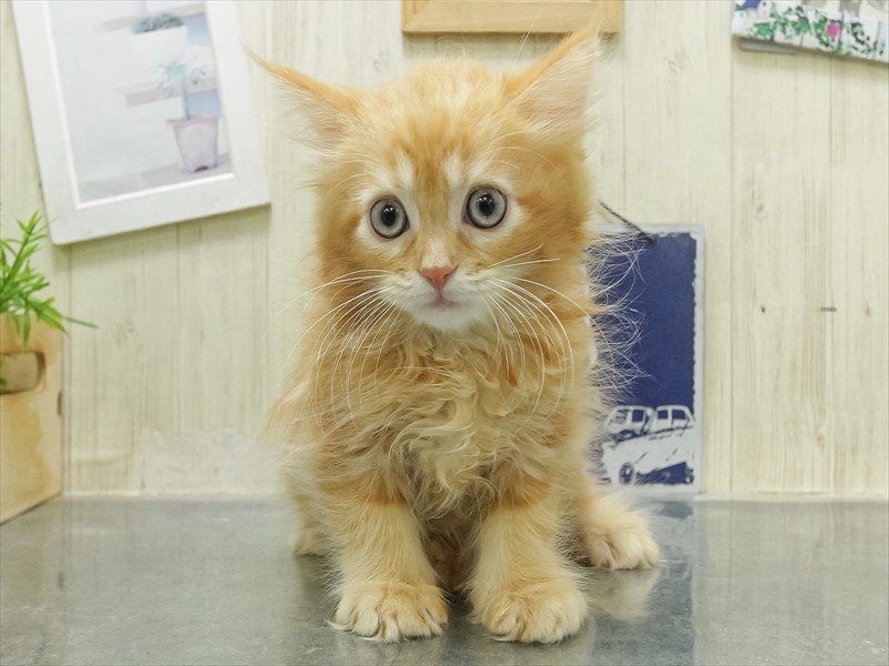 愛知県のサイベリアン (ワンラブ名古屋守山インター総本店/2026年2月15日生まれ/女の子/レッドタビー)の子猫の3枚目の画像