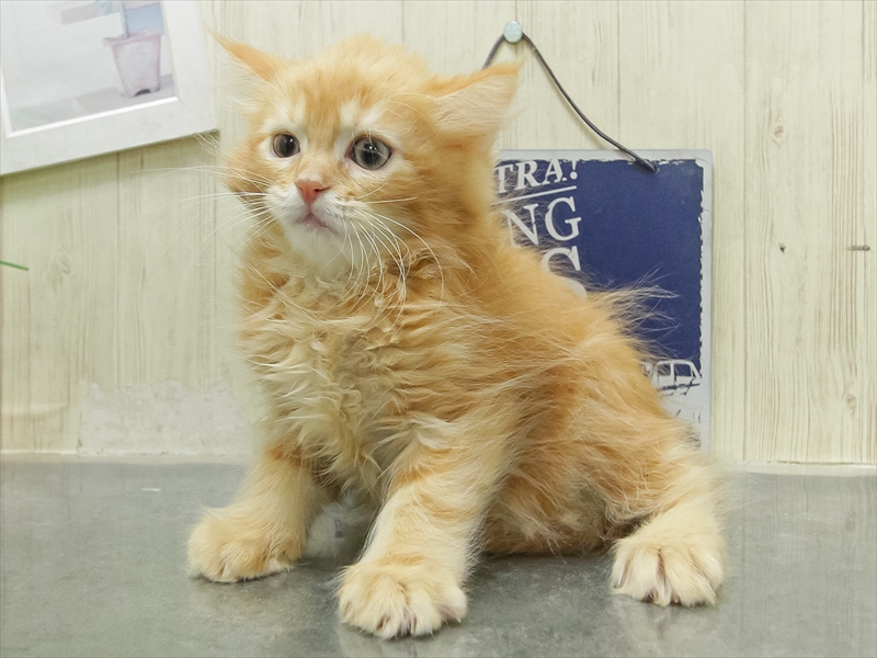 愛知県のサイベリアン (ワンラブ名古屋守山インター総本店/2026年2月15日生まれ/女の子/レッドタビー)の子猫の2枚目の画像