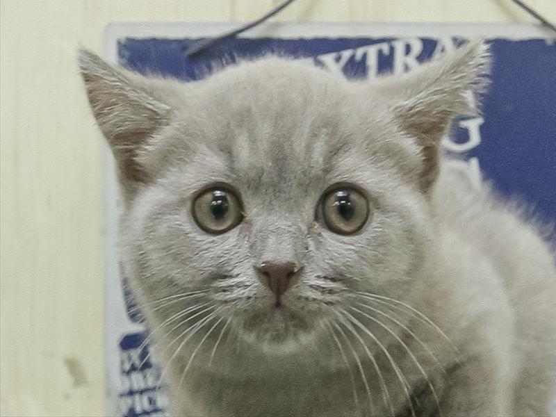 愛知県のシャルトリュー (ワンラブ名古屋守山インター総本店/2026年2月15日生まれ/女の子/ブルー)の子猫の1枚目の画像