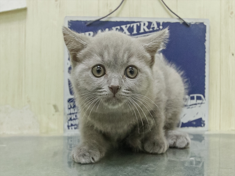 愛知県のシャルトリュー (ワンラブ名古屋守山インター総本店/2026年2月15日生まれ/女の子/ブルー)の子猫の3枚目の画像